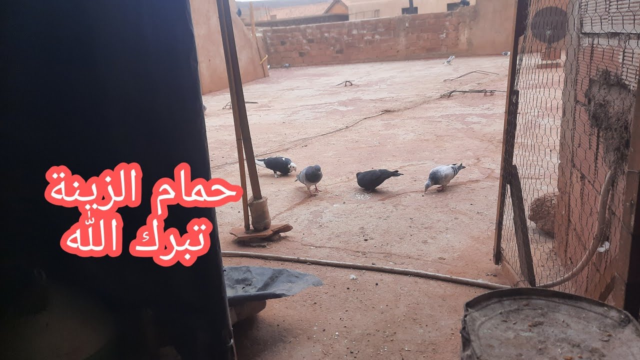تولعة مساءية للاخوان تحياتي ليكم