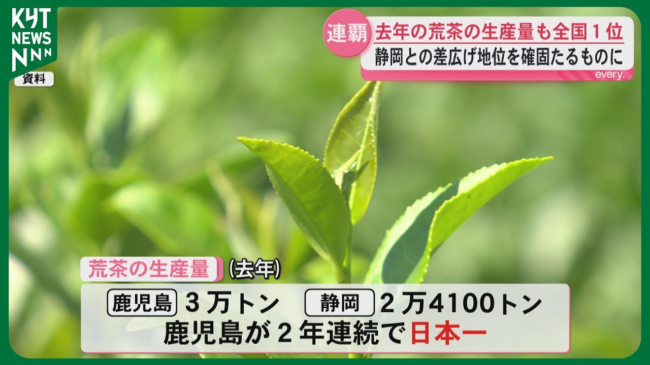 荒茶の生産量で鹿児島が2年連続日本一　静岡との差を広げ全国トップの地位を確固たるものに