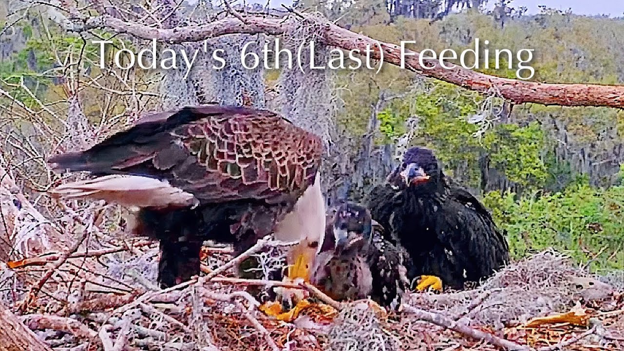 #371🦅Brutus🐥53° & Peanut🐥48°／Winter Park Eagle Nest 2026／Against All Odds:One-Eyed Mom／Wink💗Atlas