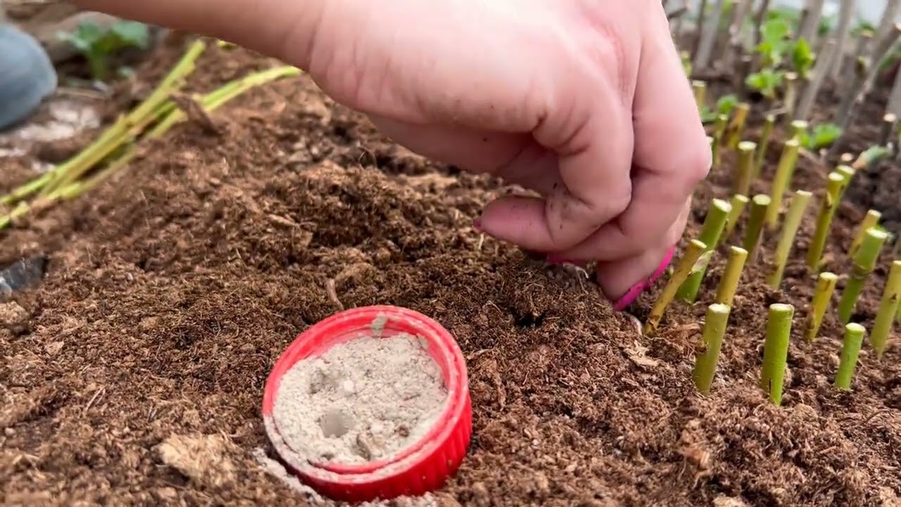 Rozmnażanie Ukorzenianie Borówki, Jak rozmnażać Borówkę, #BorówkaPolska