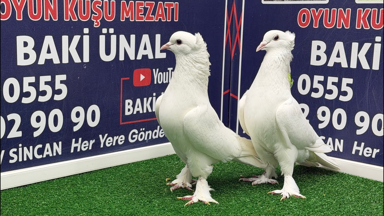 🏆❗👑 Canlı Güvercin Mezatı #Mezat BAKİ ÜNAL 🏆❗👑