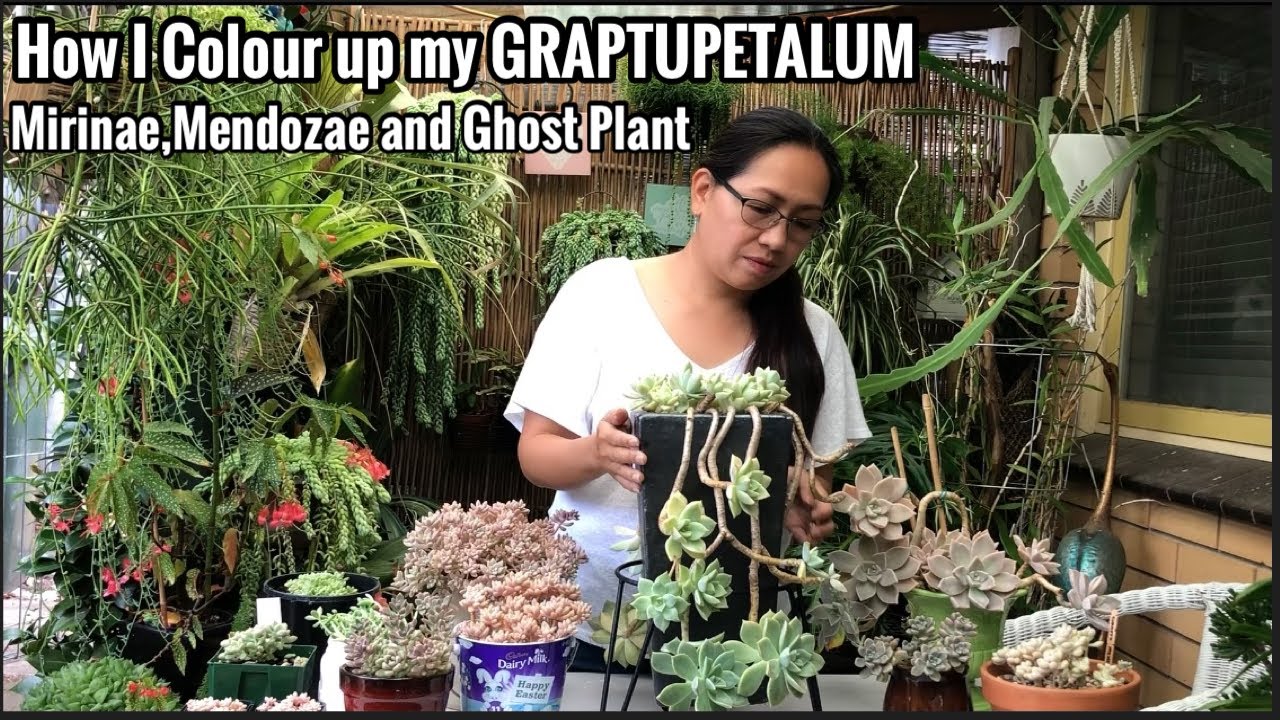 How I colour up my GRAPTUPETALUM Mirinae, Mendozae and Ghost Plant