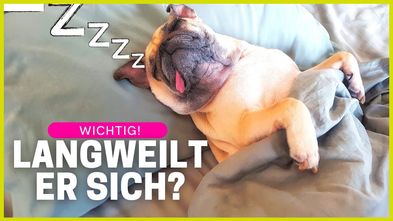 Top 5 Anzeichen, dass dein Hund unterfordert ist!