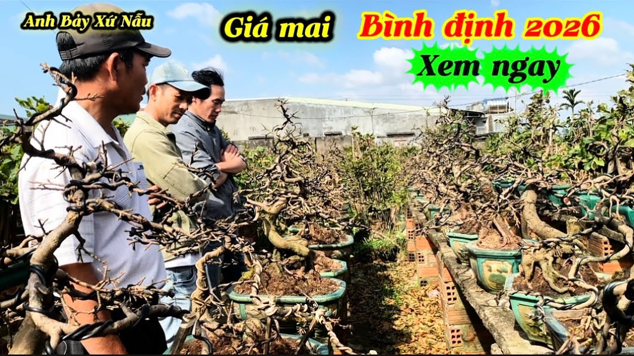 Cập nhật giá mai Bình định 2026-siêu rẻ 