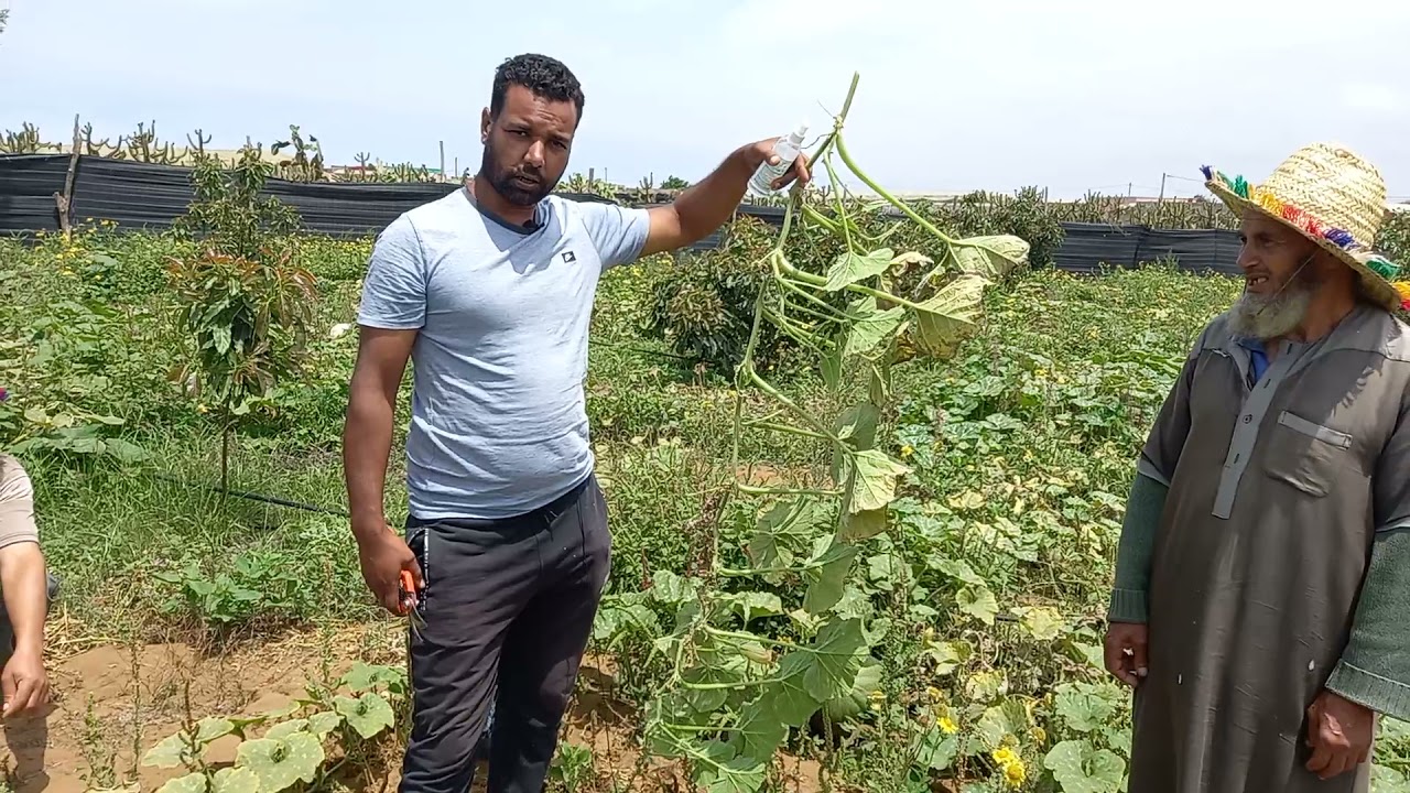 التقليم الثاني/الأخير للقرع العسلي #اليقطين la dernière taille de la courge