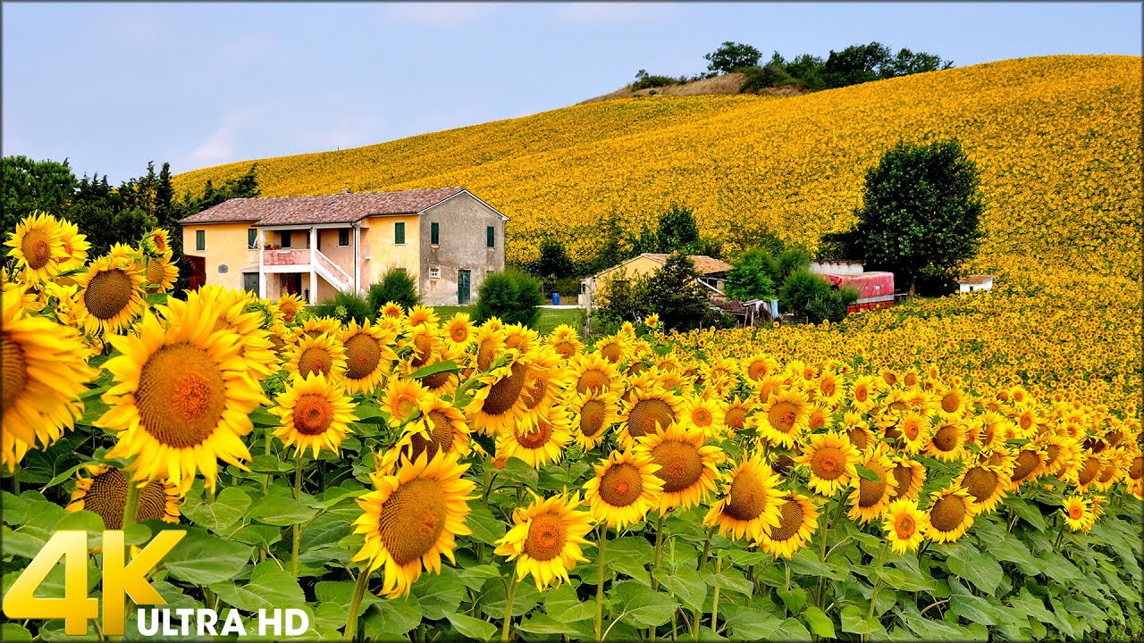 4K Yellow Sunflower Fields -  Beautiful Sunflower Videos with Relaxing Music (4K UHD)