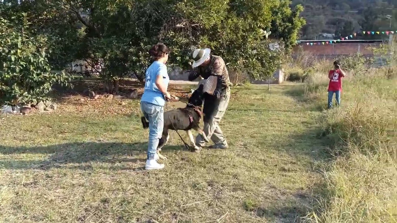 Pastor alemán linea de trabajo , macho joven , pedigre verde, entrenado ❗