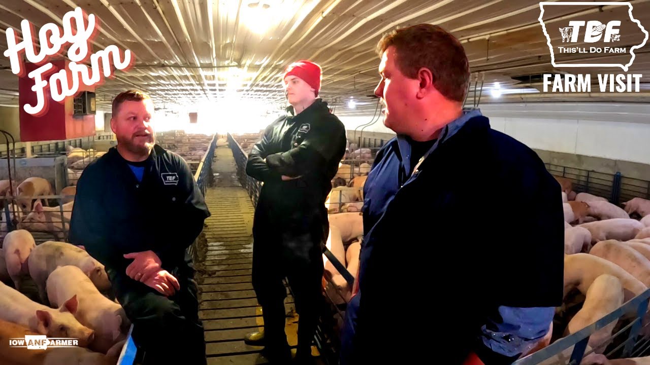 A MODERN AMERICAN PIG FARM - What's a contract grower? @This'll Do Farm Visit