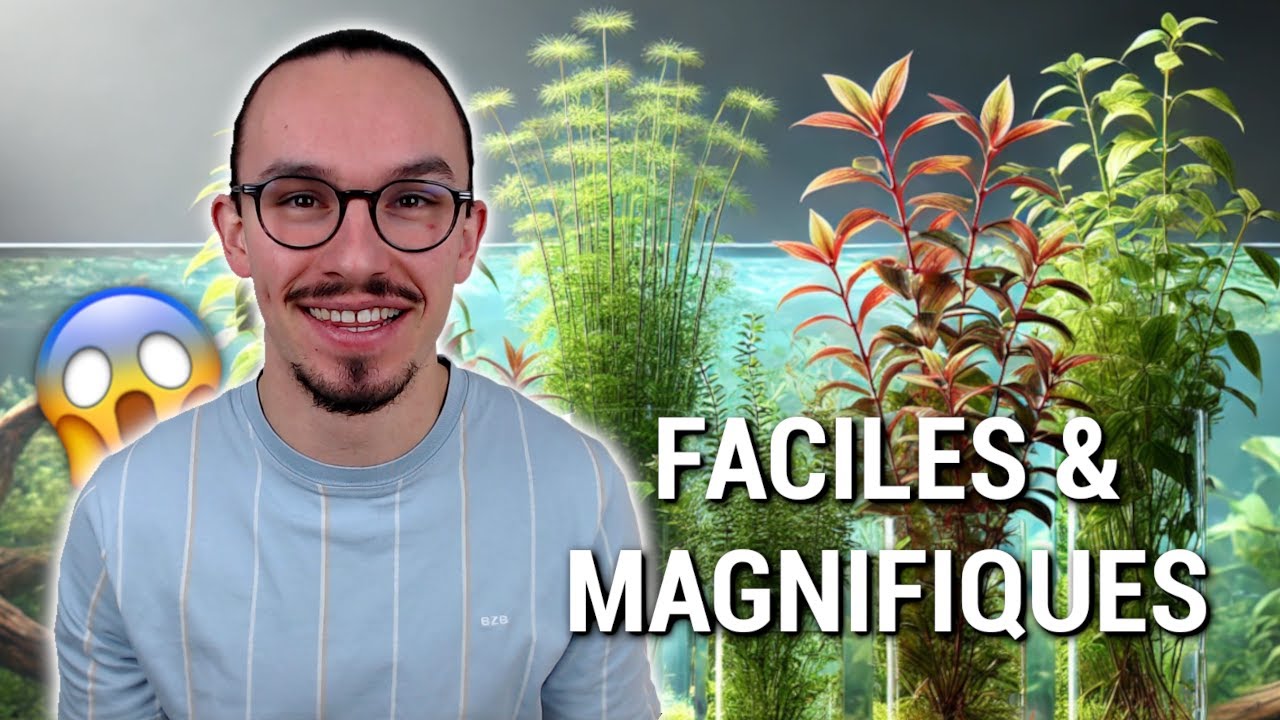 TOP 5 DES PLANTES D'AQUARIUM À CROISSANCE RAPIDE (Résultats garantis) !