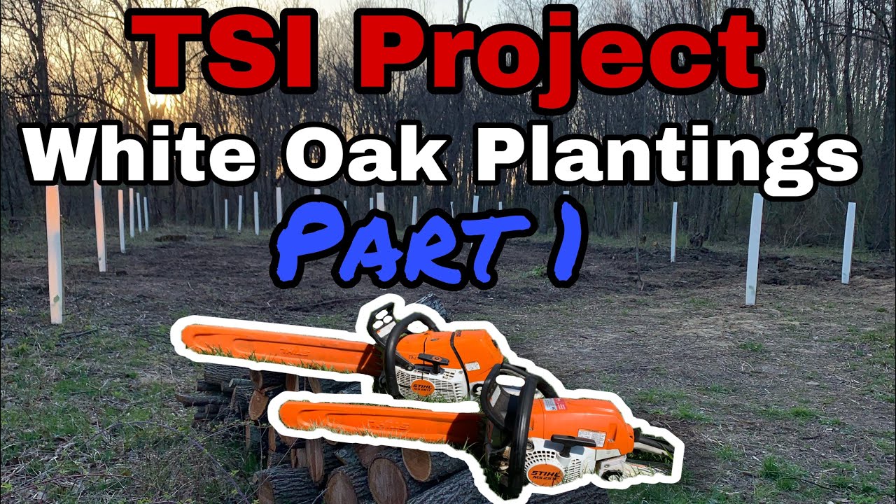 Clear Cut and White Oak Plantings (TSI Farm Project Part 1)
