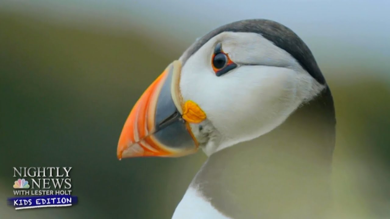 Birds Of A Feather: An Adventure With Puffins | Nightly News: Kids Edition
