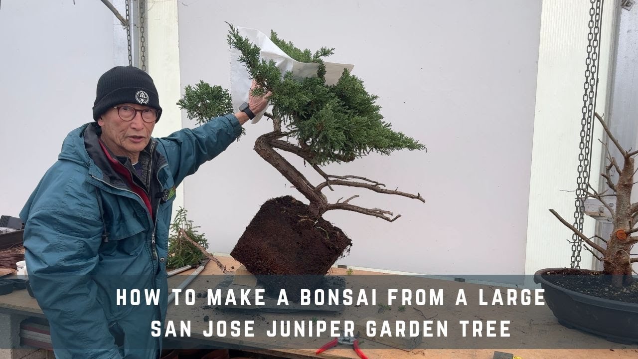 How To Make a Bonsai From a Large San Jose Juniper Garden Tree
