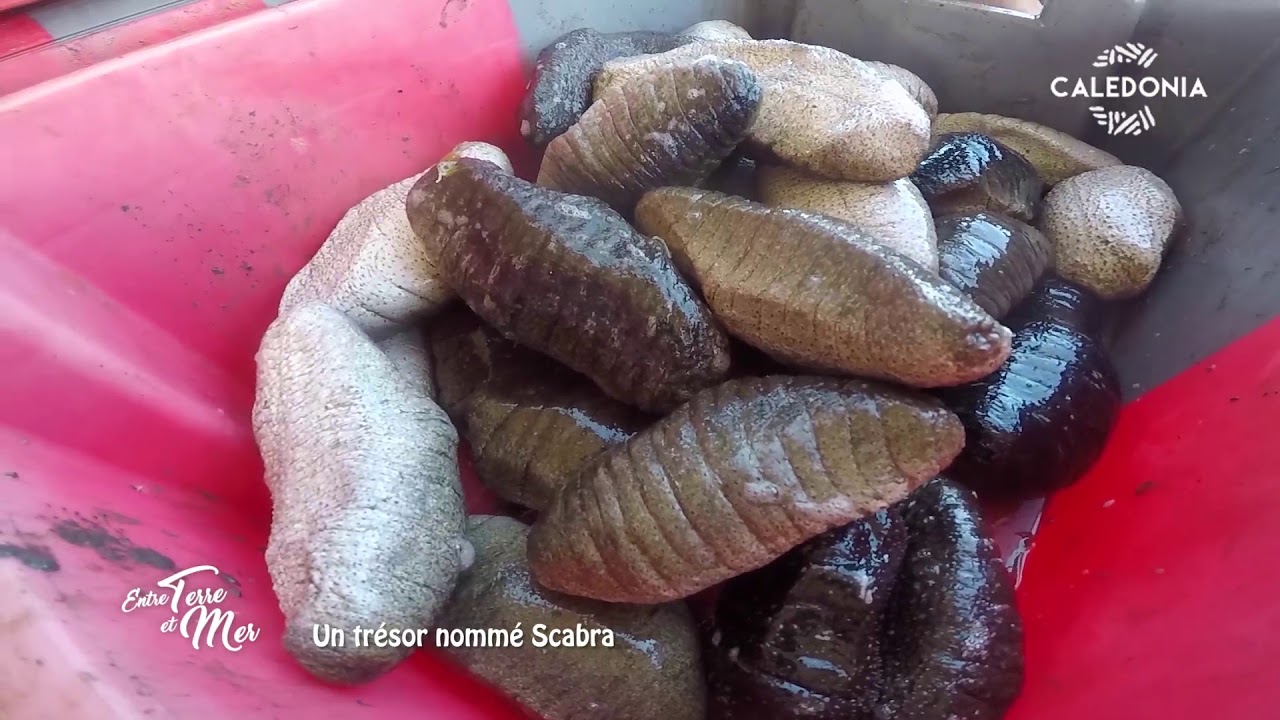 ETM - Un trésor nommé Scabra