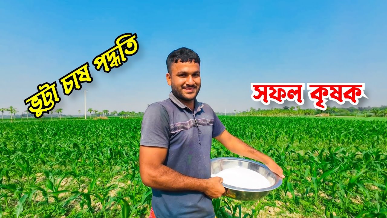 ভুট্টা চাষ a to z | ভুট্টা চাষের উপযুক্ত সময় ও আধুুনিক চাষ পদ্ধতি এবং সার ব্যবস্থাপনা