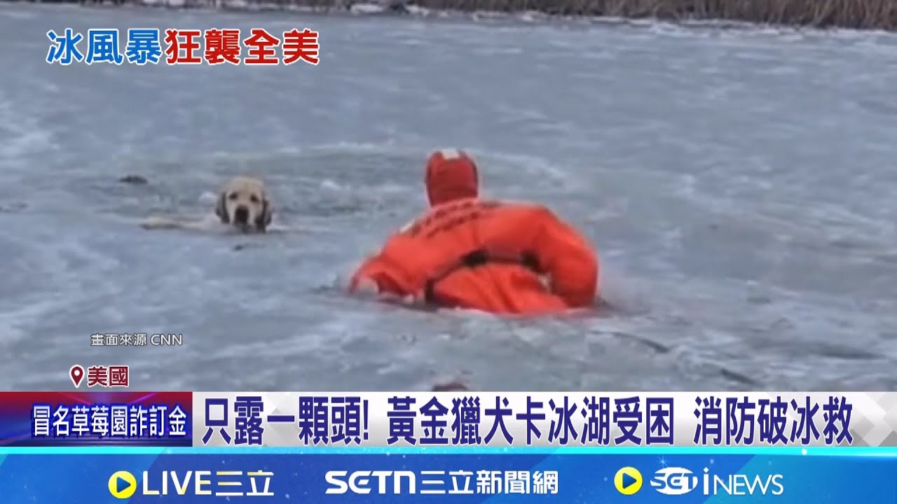 只露一顆頭! 黃金獵犬卡冰湖受困 消防破冰救 消防員破冰搶救! 黃金獵犬險失溫.撿回一命│記者 盧睿鋐│國際關鍵字20260104│三立iNEWS