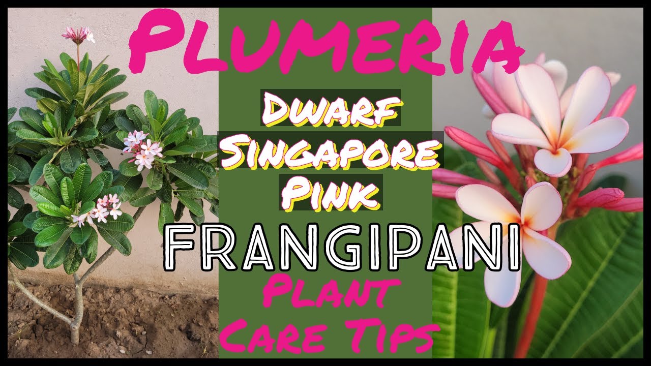 Dwarf Singapore Pink/Plumeria/Champa  Plant Care Tips/How To Grow Frangipani from stem cutting