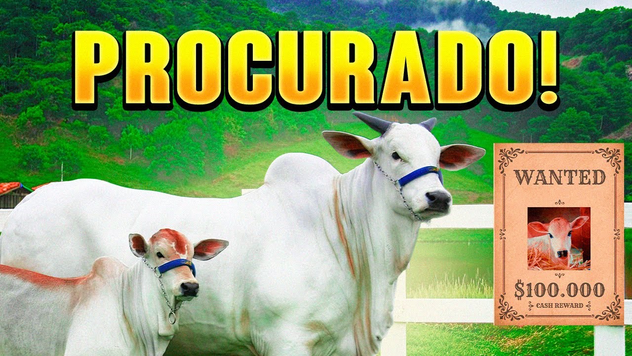 Alta Forte nos Pre&ccedil;os do Bezerro e Boi Magro