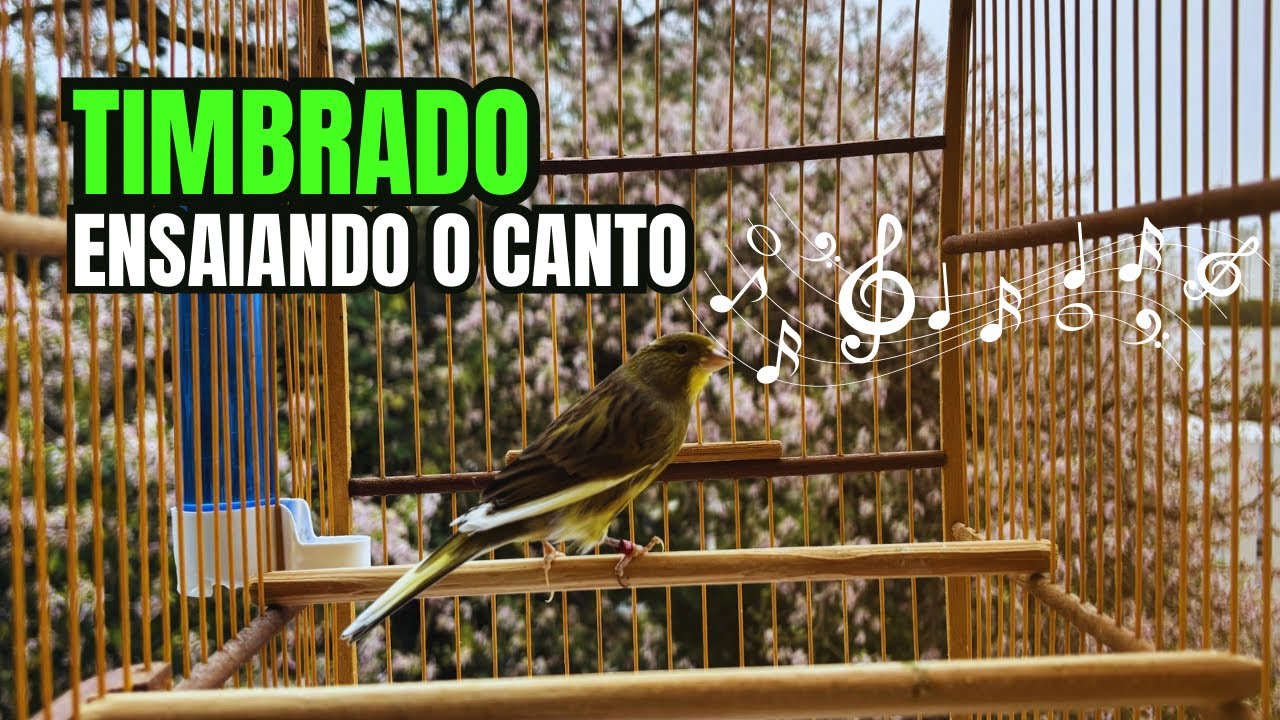Canário TIMBRADO espanhol de 6 meses ENSAIANDO o CANTO