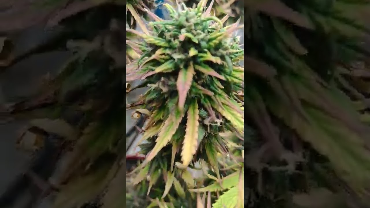 Dark Devil Auto fron Sweetseeds..