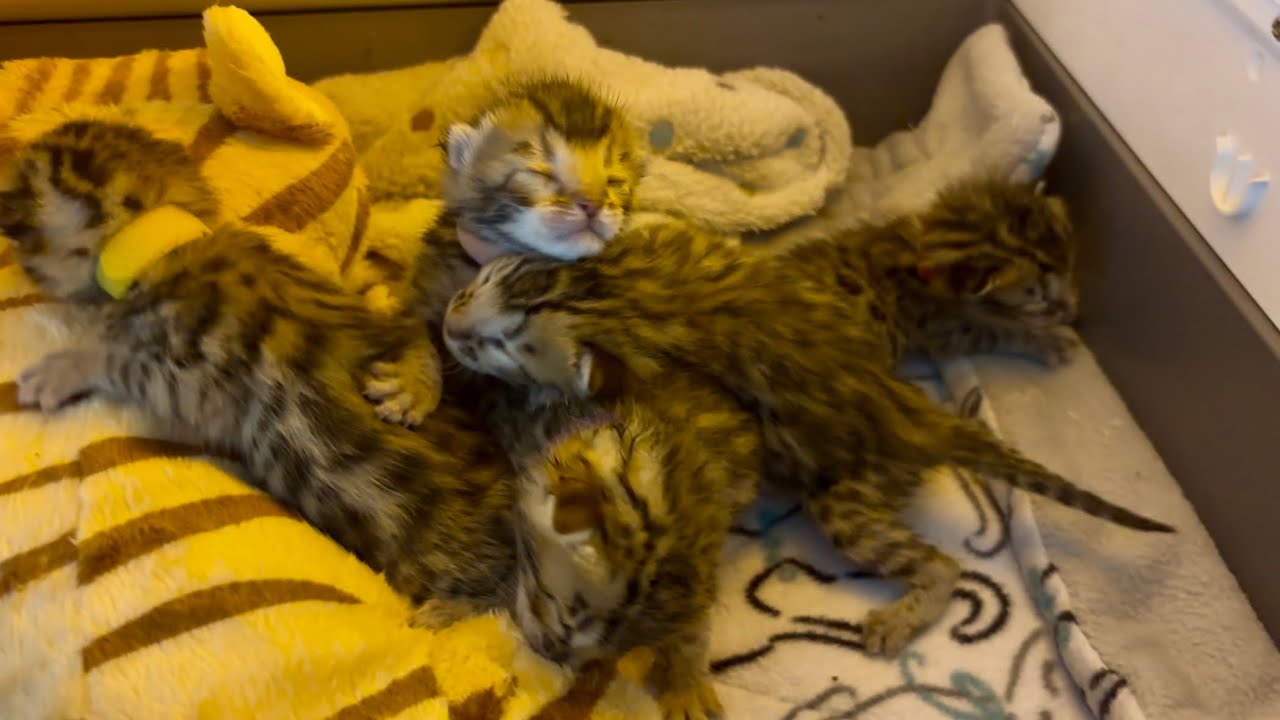 Представляем самых милых бенгальских котят!