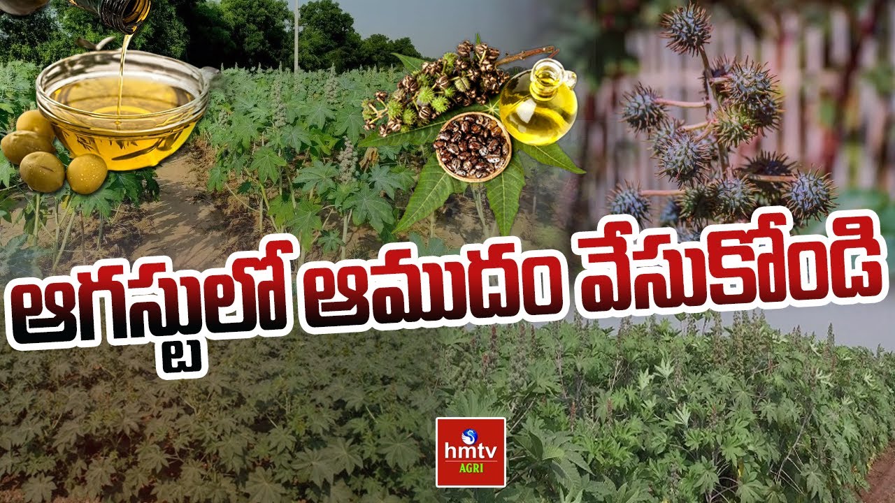 ఆగస్టులో ఆముదం వేసుకోండి | Nela Talli | hmtv Agri