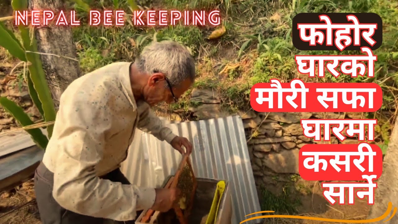 फोहोर घारको मौरी सफा घारमा कसरी सार्ने ? 😲 | निकै सजिलो तरिका 😍 | Nepal Bee Keeping