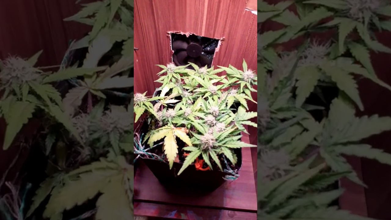 Fastbuds  Auto Grapefruit