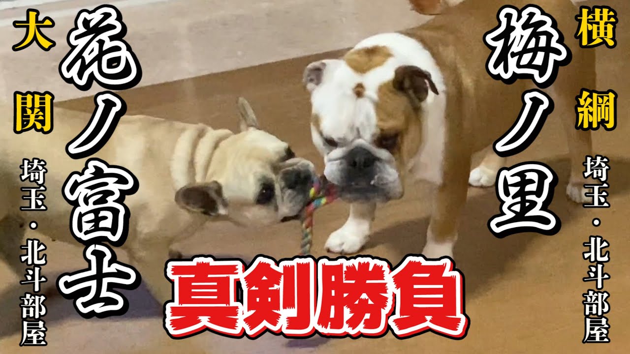 【大事件】花梅ちゃん、おもちゃの取り合いでバトル勃発！北斗ママ大惨事【ブルドッグ】【フレンチブル】