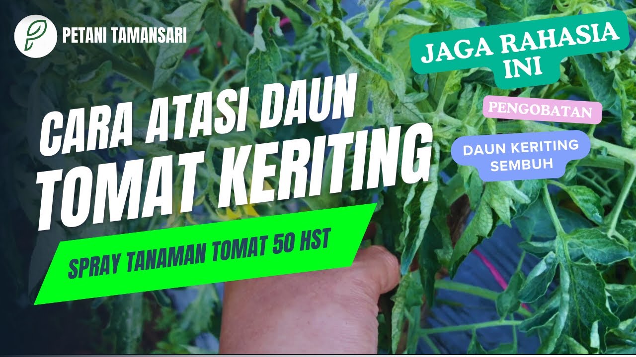 RAHASIA PENGENDALIAN TANAMAN TOMAT TERKENA DAUN KERITING,GUNAKAN BAHAN INI ‼️