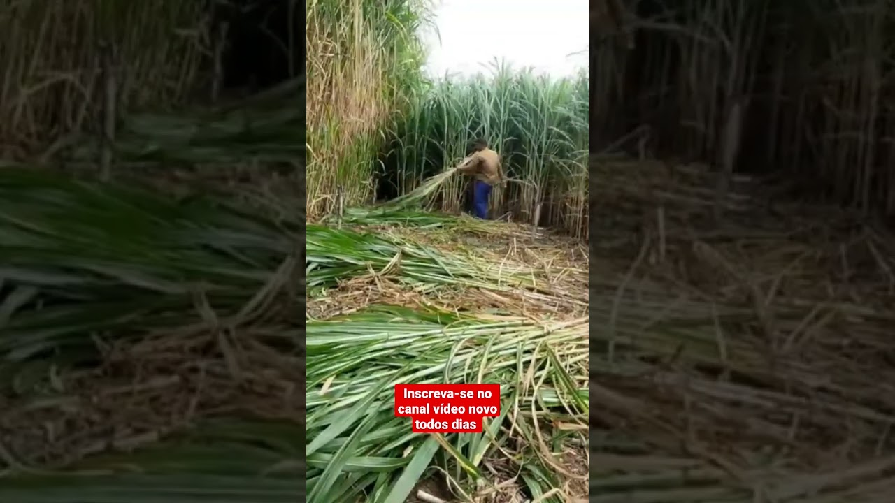 d&aacute; gosto de ver o cara mais r&aacute;pido para cortar capim