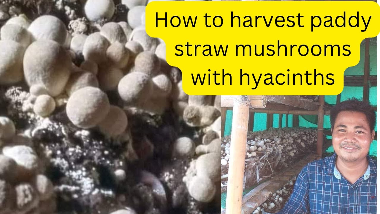 Grow Mushrooms at Home in Just 7 Days!