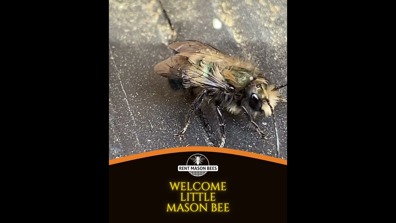 Welcome little mason bee