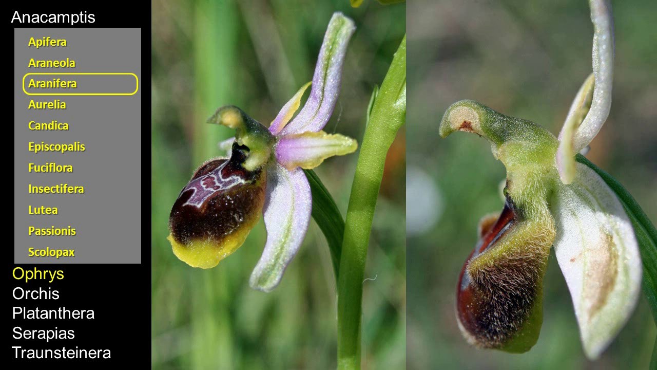 Decouverte des Orchidées sauvages de France
