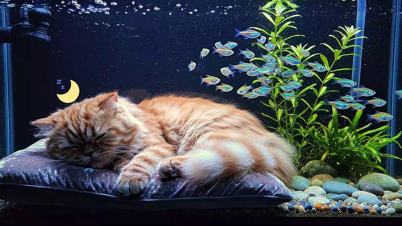 Relax Your Cat 💤 Cat Sleep Music Live Stream | Deep Calming Piano