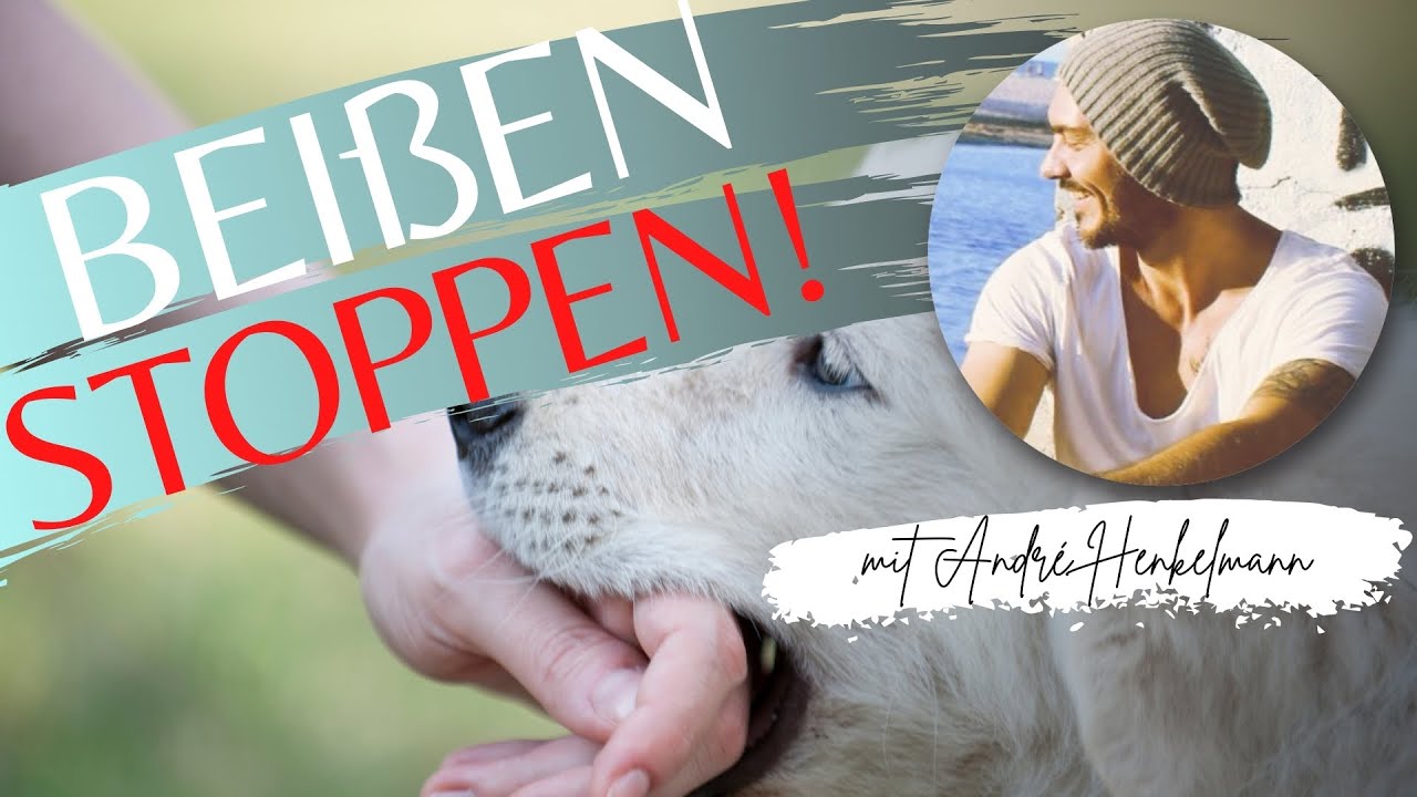 Das Beißen von Welpen in zwei einfachen Schritten auflösen! Profi-Tipps!