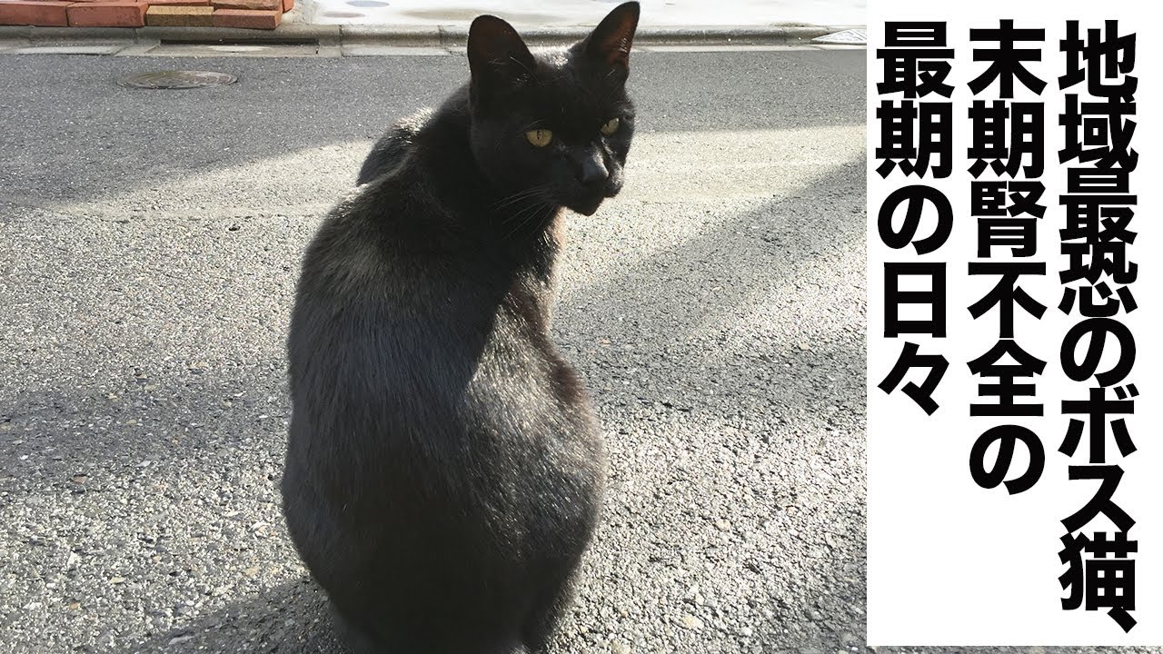 地域最恐のボス猫、末期腎不全の日々を人間の元で過ごす　The last days of the black boss cat's life