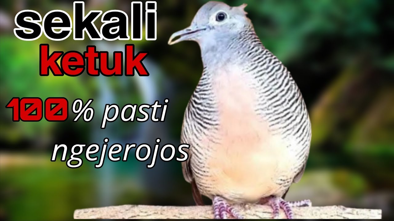 Perkutut lokal gacot sekali ketuk pasti ngejrojos