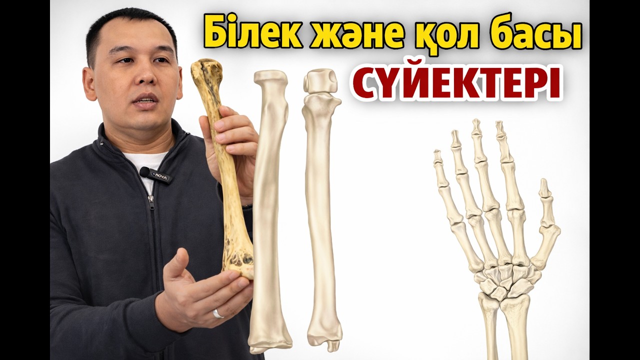 Білек және қол басы сүйектері (os radius, os ulna, ossa carpi, metacarpi et digitorum manus)