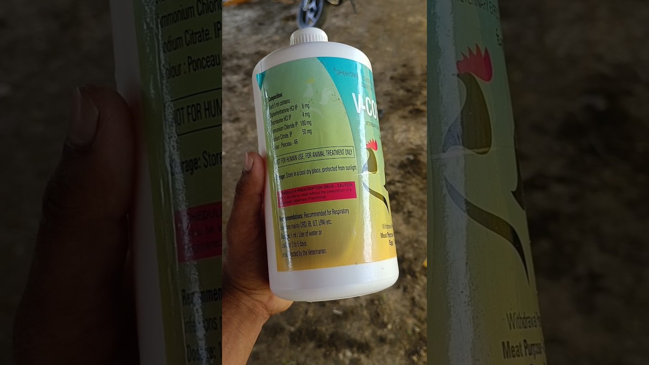 CRD treatment 🐣🐔 in chicks #farmer #shortfeed #agriculture #poultry