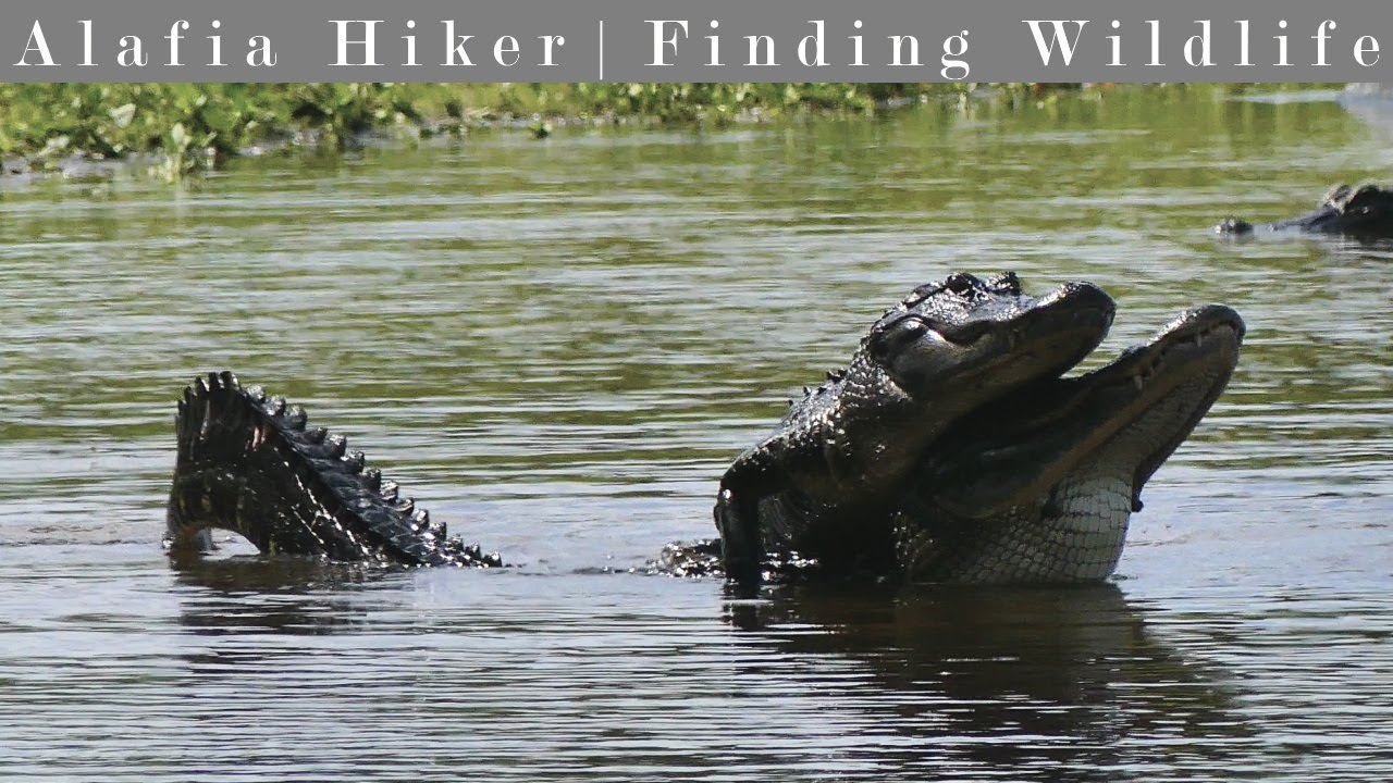 Deep Hole at Myakka River State Park