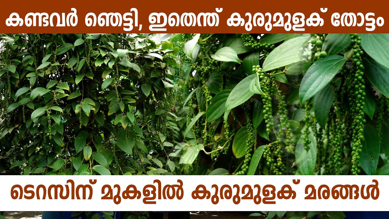 ആലപ്പുഴയിലെ ഈ കുരുമുളക് തോട്ടം ആരെയും ഞെട്ടിക്കും I Blackpepper Farming in Alappuzha I Bush Pepper I