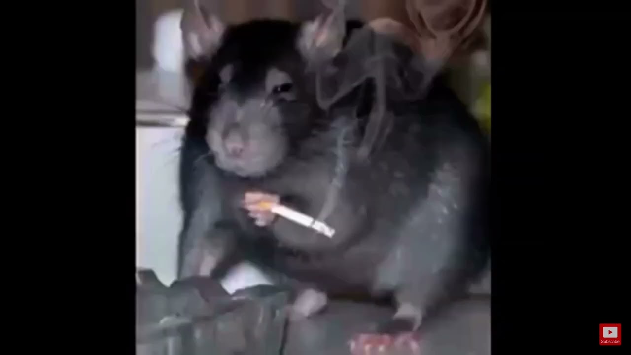 Cycle of complaining rat meme