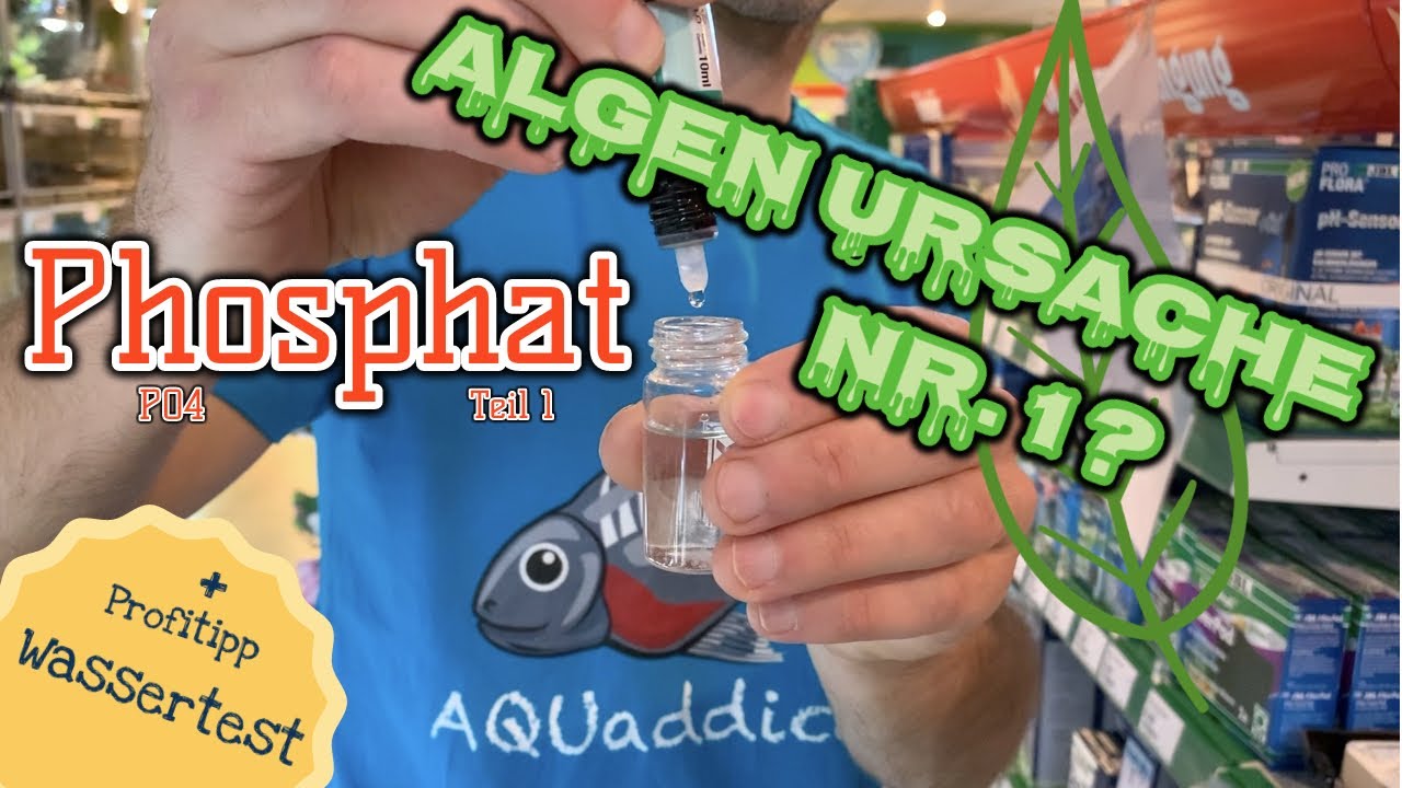 Phosphat - Pflanzen und Algennährstoff Teil 1| Profitipp: Wassertest | verstehen, messen, ändern