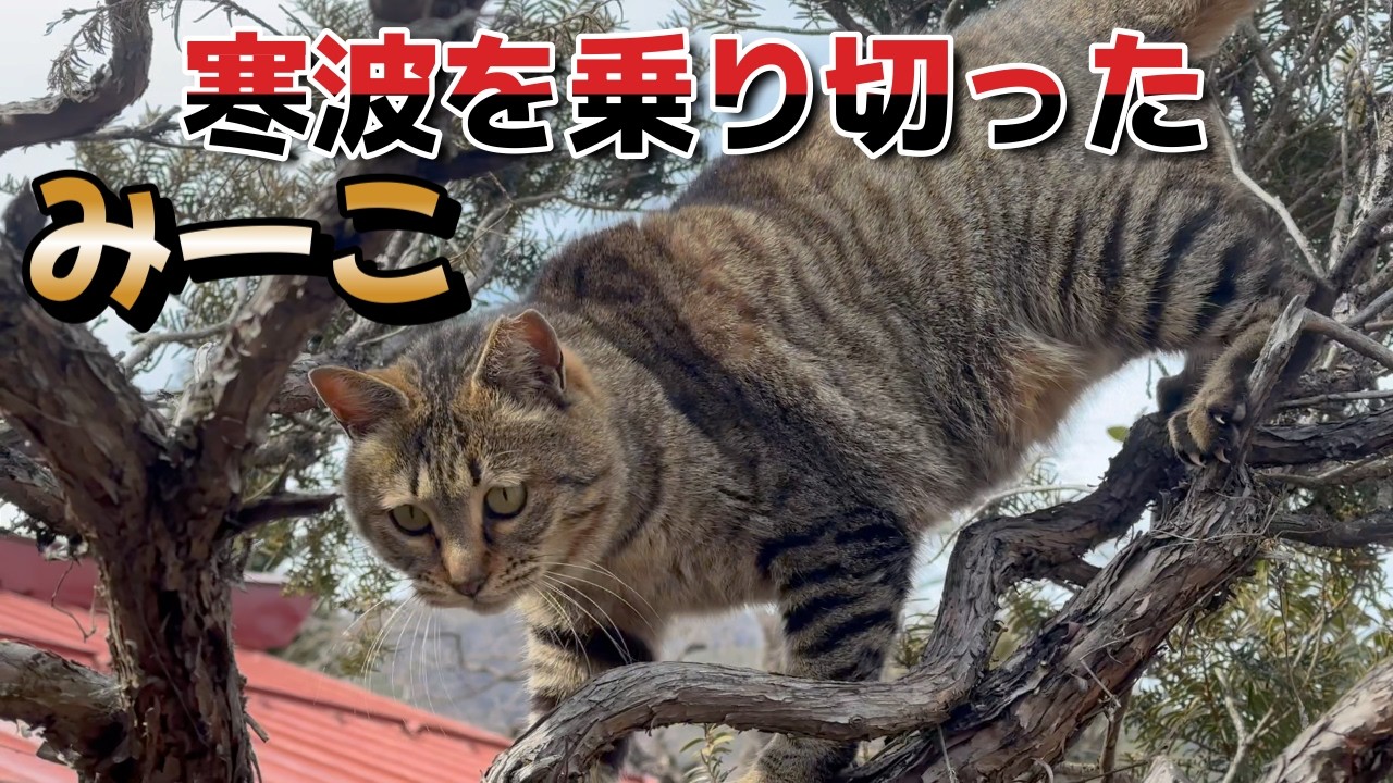 寒波を乗り切ったみーこ