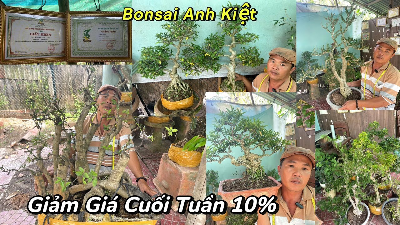 Kiệt: 0369686464. Giảm Giá Cuối Tuần Các Cây Mai Chiếu Thủy, Nguyệt Quế, Si, Thiên Tế, Đơn, Vú Sữa
