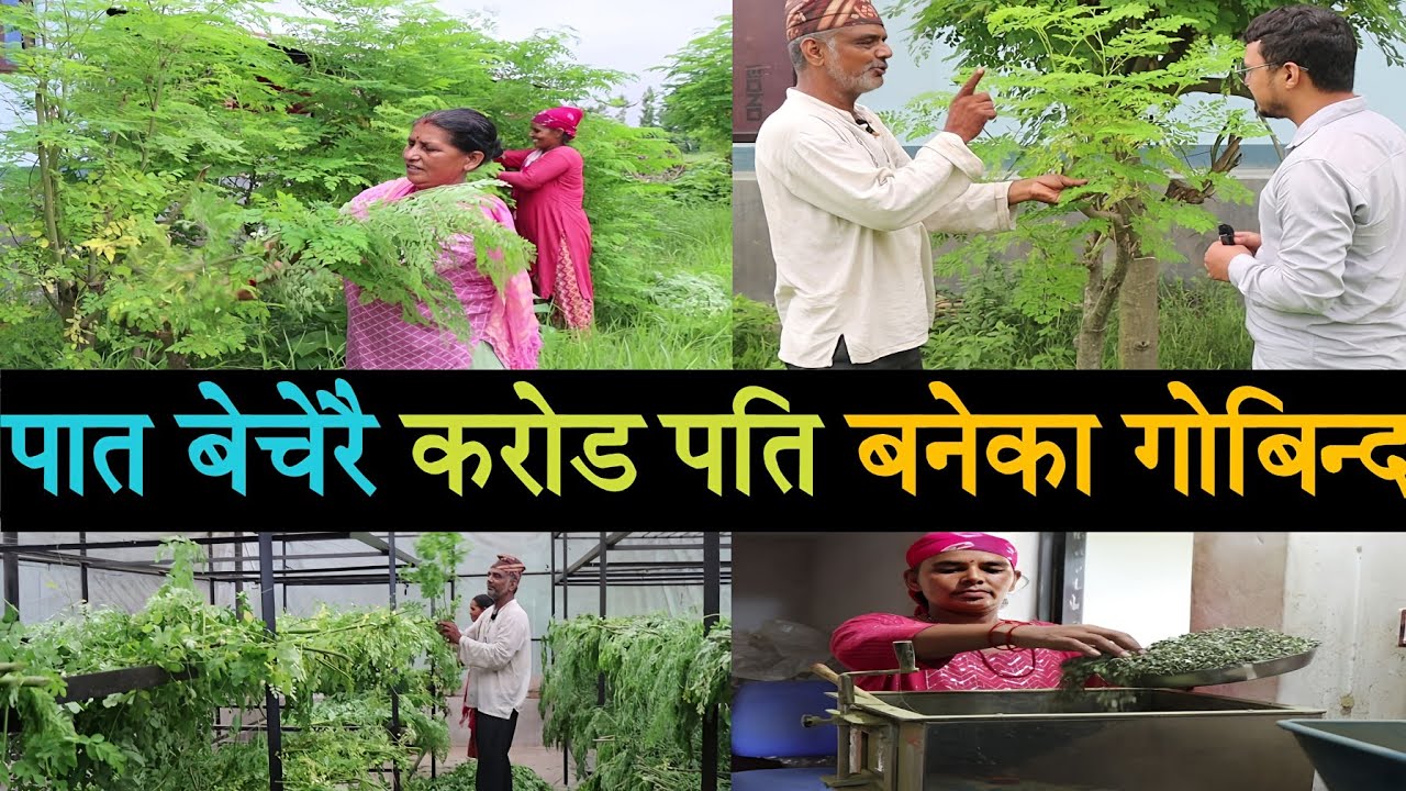 पात बेचेरै करोड पति बनेका गोबिन्द,मोरिङ्गा खेती यसरी गरौं moringa kheti in nepal | sital chini kheti