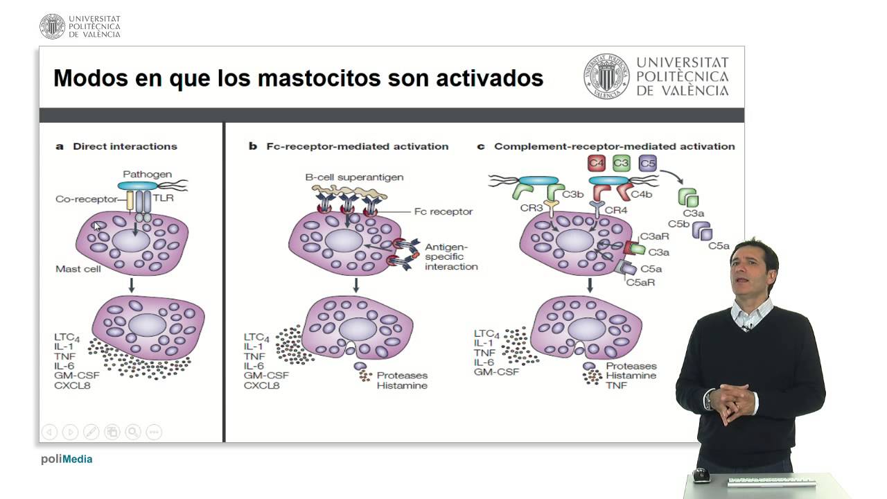 Activación de Mastocitos |  | UPV