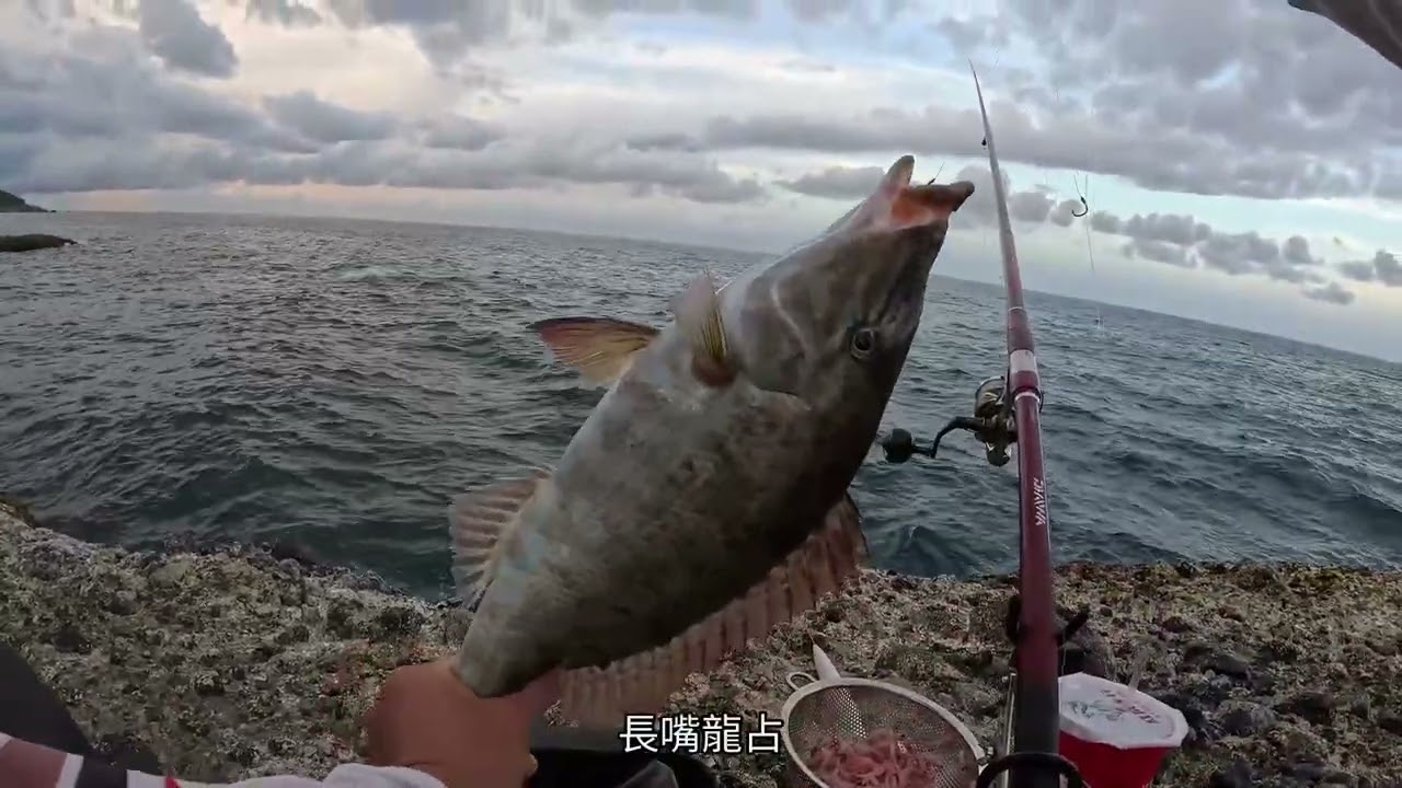 6月花蓮夏夜籠釣，真的是底物大集合，海雞母笛鯛(花臉)就差你了…