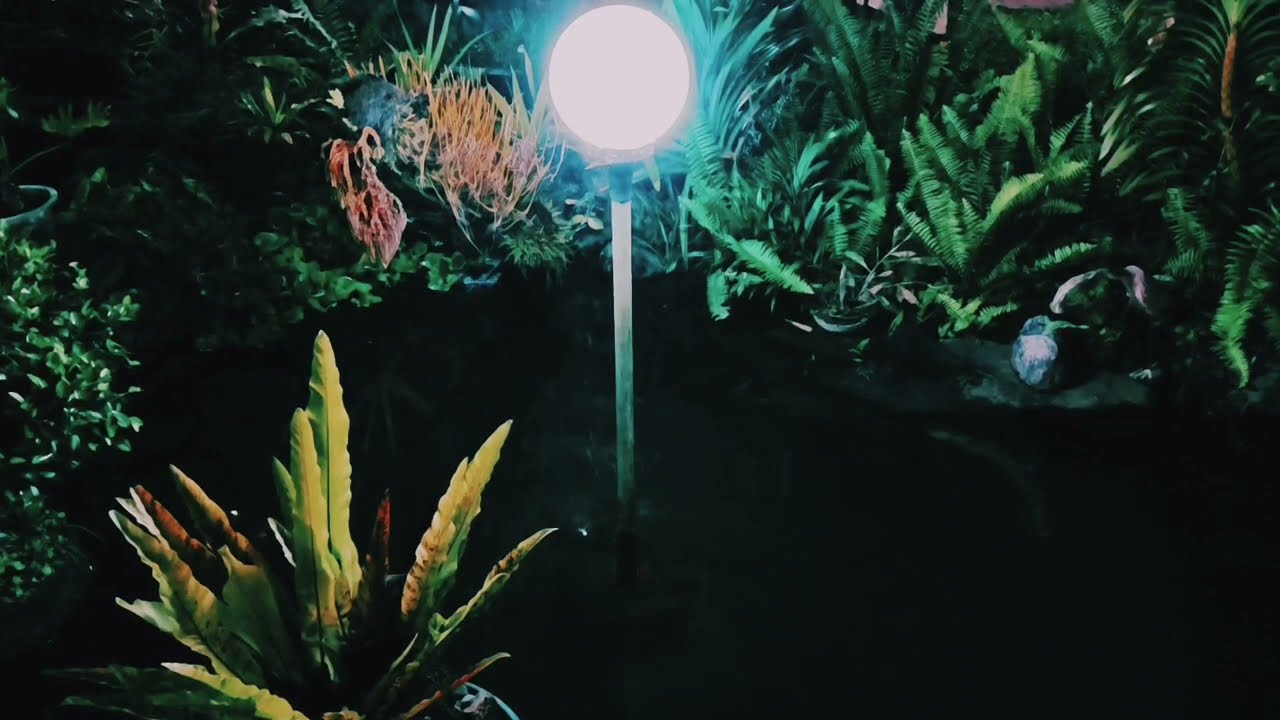 Zen Garden Night 🏮 Real Katydids & Gentle Water Splashing | 100% Authentic Meditation