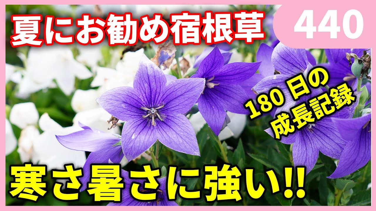 夏にお勧め 桔梗の育て方 ４つのポイント by 園芸チャンネル 440 園芸 ガーデニング 初心者